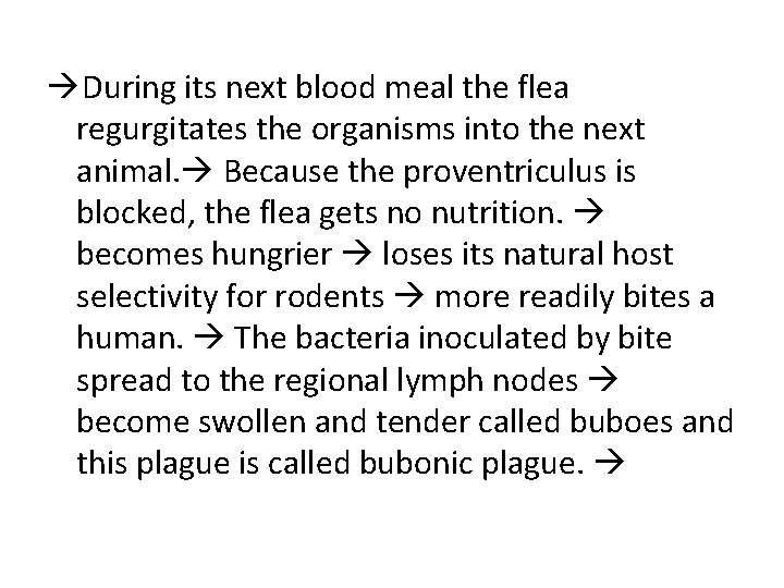  During its next blood meal the flea regurgitates the organisms into the next