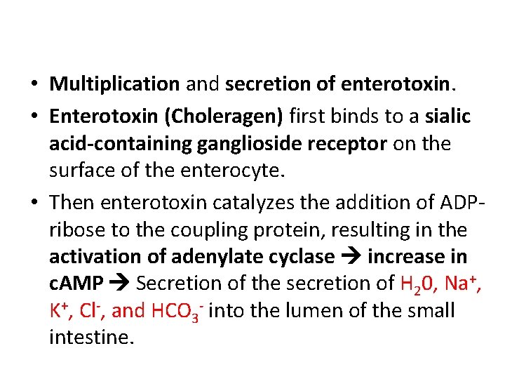  • Multiplication and secretion of enterotoxin. • Enterotoxin (Choleragen) first binds to a