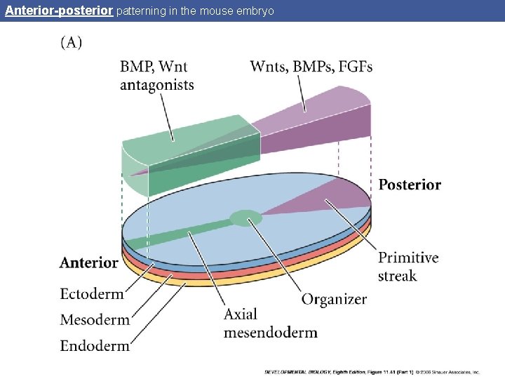 Anterior-posterior patterning in the mouse embryo 