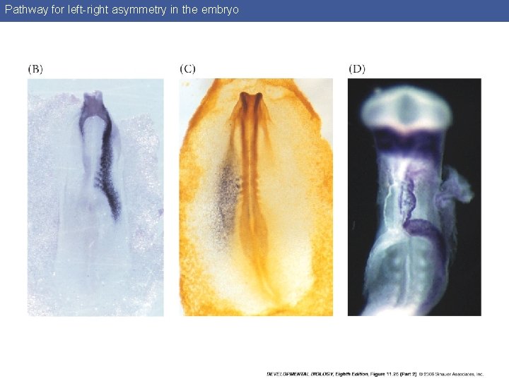 Pathway for left-right asymmetry in the embryo 