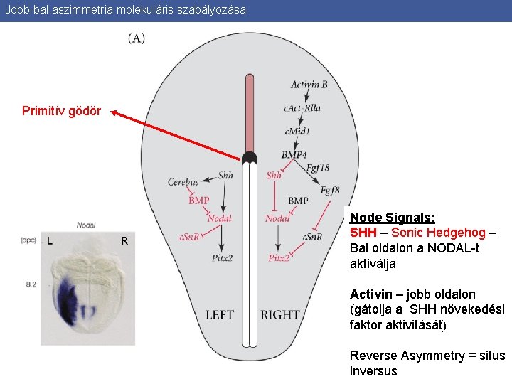 Jobb-bal aszimmetria molekuláris szabályozása Primitív gödör Node Signals: SHH – Sonic Hedgehog – Bal