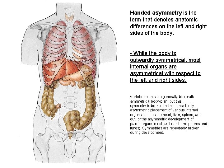 Handed asymmetry is the term that denotes anatomic differences on the left and right