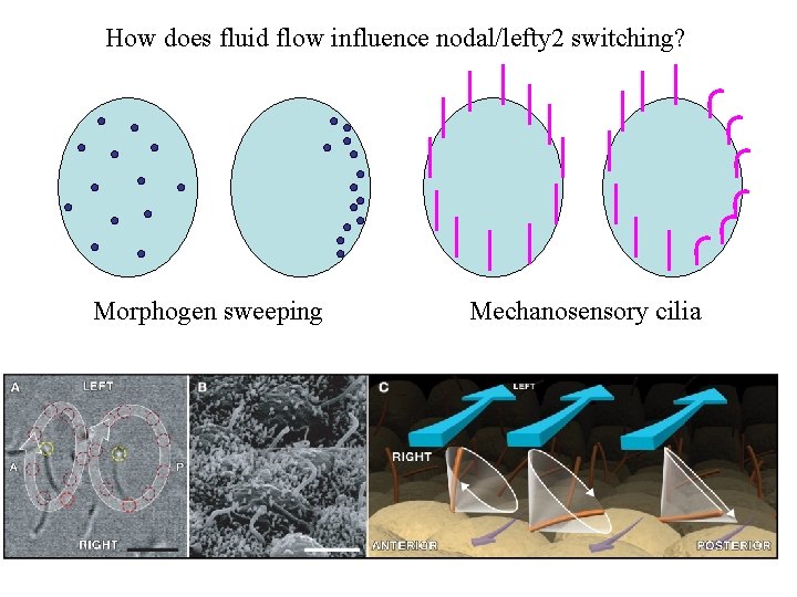 How does fluid flow influence nodal/lefty 2 switching? Morphogen sweeping Mechanosensory cilia 