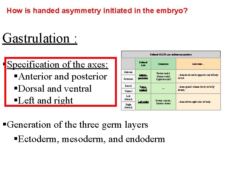 How is handed asymmetry initiated in the embryo? Gastrulation : Defined MAIN axes in
