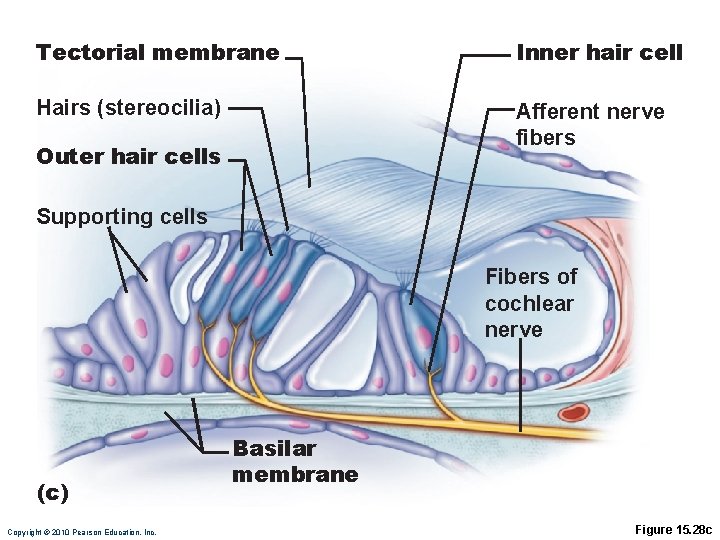 Tectorial membrane Inner hair cell Hairs (stereocilia) Afferent nerve fibers Outer hair cells Supporting