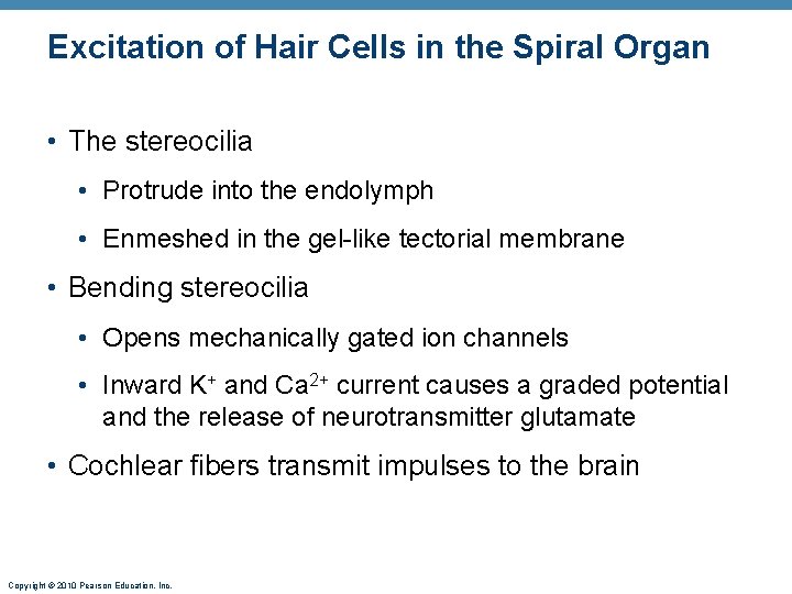 Excitation of Hair Cells in the Spiral Organ • The stereocilia • Protrude into