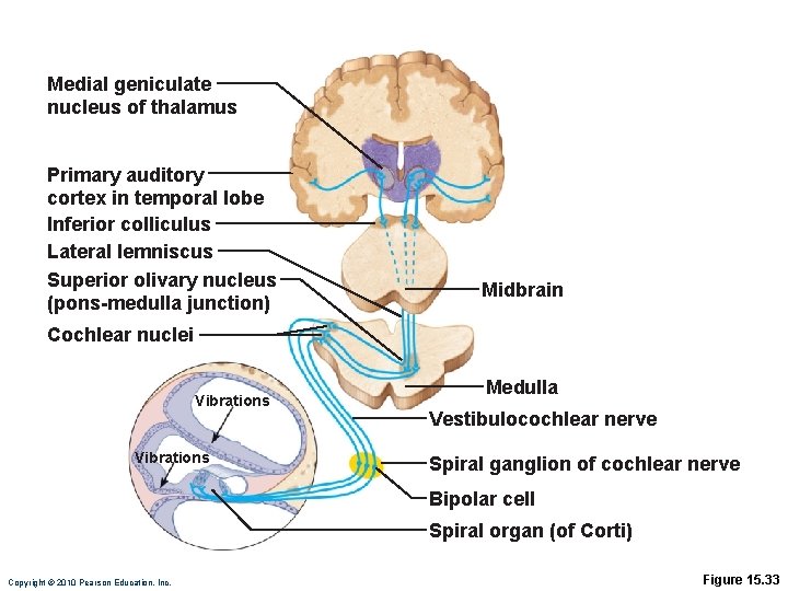 Medial geniculate nucleus of thalamus Primary auditory cortex in temporal lobe Inferior colliculus Lateral