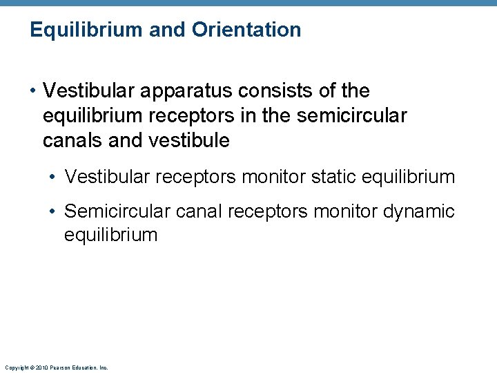 Equilibrium and Orientation • Vestibular apparatus consists of the equilibrium receptors in the semicircular