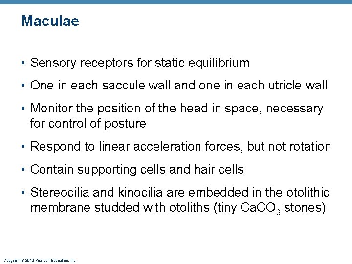 Maculae • Sensory receptors for static equilibrium • One in each saccule wall and