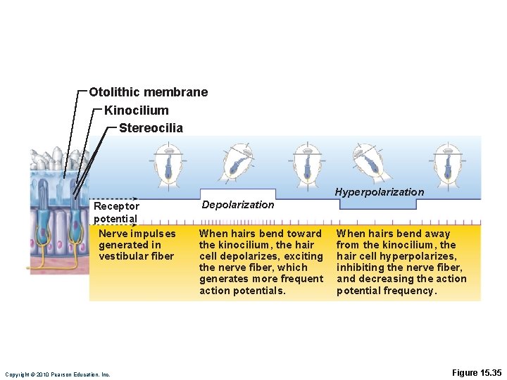 Otolithic membrane Kinocilium Stereocilia Hyperpolarization Receptor potential Nerve impulses generated in vestibular fiber Copyright