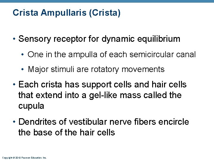 Crista Ampullaris (Crista) • Sensory receptor for dynamic equilibrium • One in the ampulla