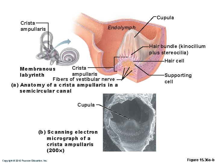 Cupula Crista ampullaris Endolymph Hair bundle (kinocilium plus stereocilia) Hair cell Crista Membranous ampullaris