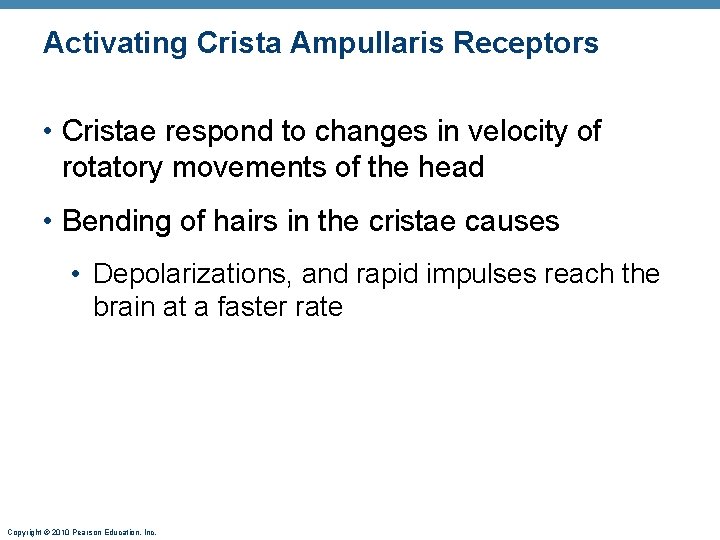 Activating Crista Ampullaris Receptors • Cristae respond to changes in velocity of rotatory movements