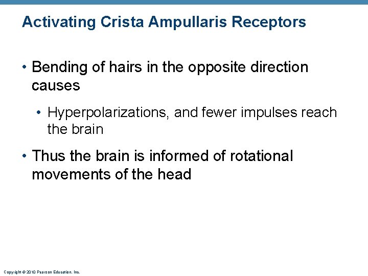 Activating Crista Ampullaris Receptors • Bending of hairs in the opposite direction causes •