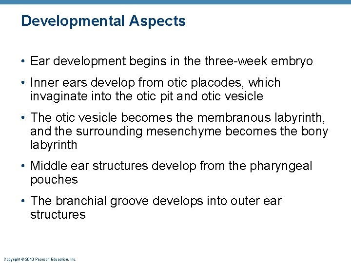 Developmental Aspects • Ear development begins in the three-week embryo • Inner ears develop