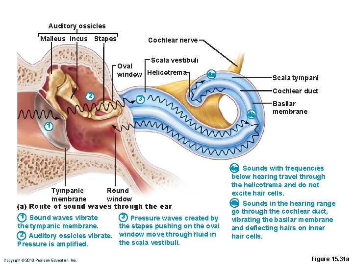 Auditory ossicles Malleus Incus Stapes Cochlear nerve Scala vestibuli Oval window Helicotrema 2 3