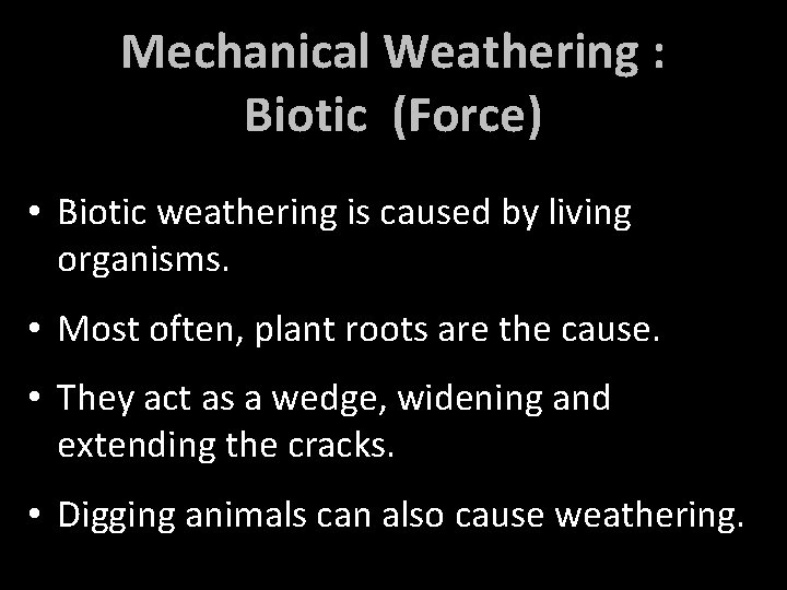 Mechanical Weathering : Biotic (Force) • Biotic weathering is caused by living organisms. •