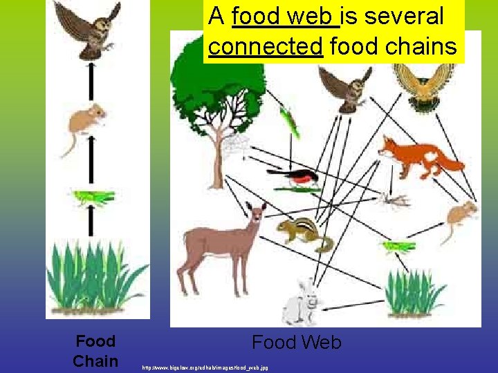 A food web is several connected food chains Food Chain Food Web http: //www.