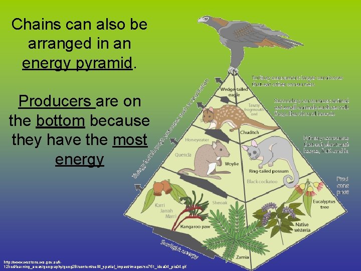 Chains can also be arranged in an energy pyramid. Producers are on the bottom Chains can also be arranged in an energy pyramid. Producers are on the bottom