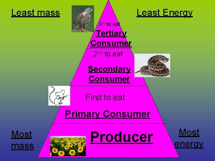 Least mass Least Energy 3 rd to eat Tertiary Consumer 2 nd to eat