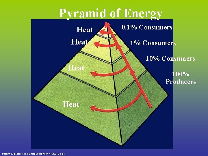 Pyramid of Energy Heat 0. 1% Consumers 10% Consumers Heat http: //www. glencoe. com/qe/images/b