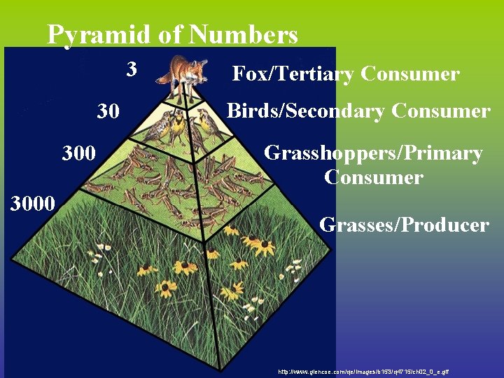 Pyramid of Numbers 3 30 3000 Fox/Tertiary Consumer Birds/Secondary Consumer Grasshoppers/Primary Consumer Grasses/Producer http: