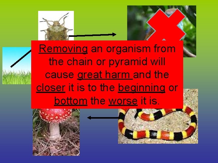 Removing an organism from the chain or pyramid will cause great harm and the