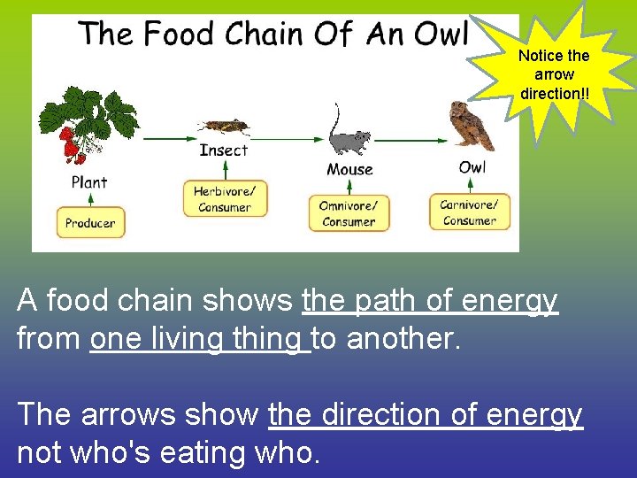 Notice the arrow direction!! A food chain shows the path of energy from one