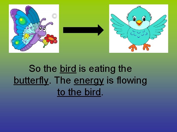So the bird is eating the butterfly. The energy is flowing to the bird. So the bird is eating the butterfly. The energy is flowing to the bird.
