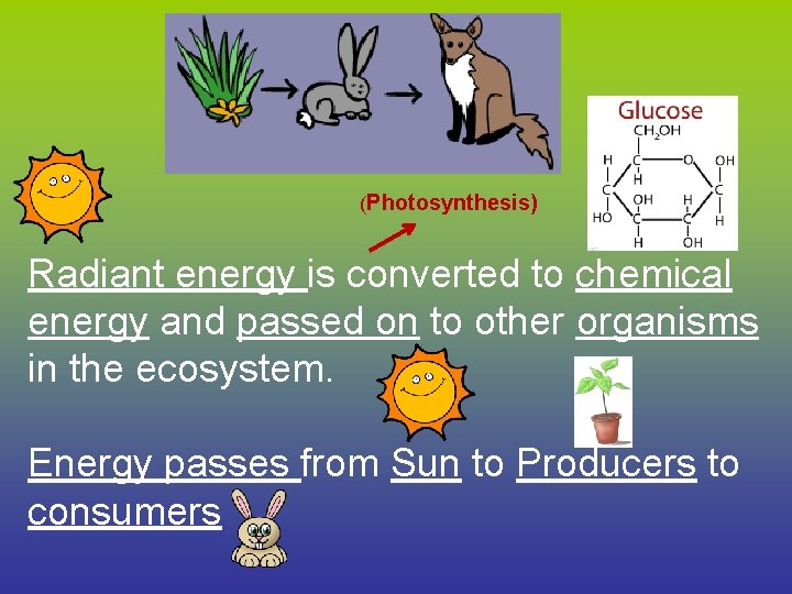 (Photosynthesis) Radiant energy is converted to chemical energy and passed on to other organisms