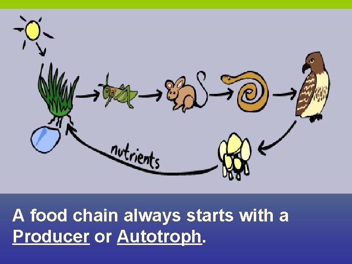 A food chain always starts with a Producer or Autotroph. A food chain always starts with a Producer or Autotroph.