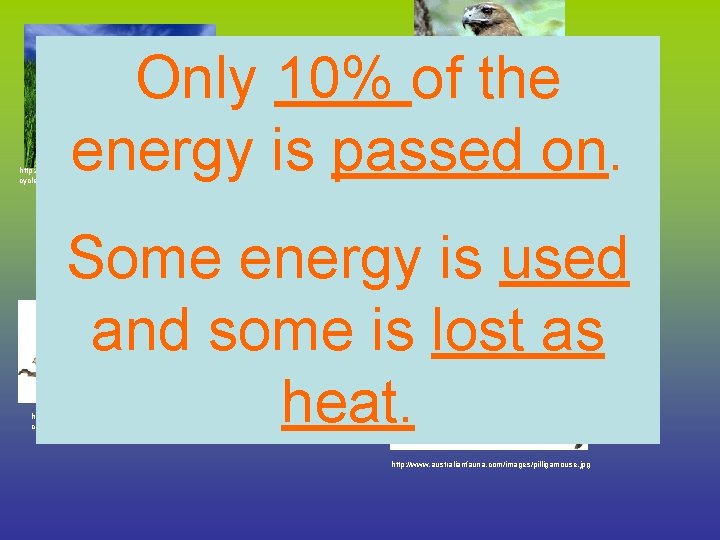$10, 000 $10 Only 10% of the energy is passed on. http: //www. cambridgema.