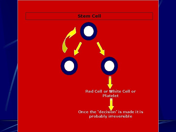 Stem Cell Red Cell or White Cell or Platelet Once the ‘decision’ is made