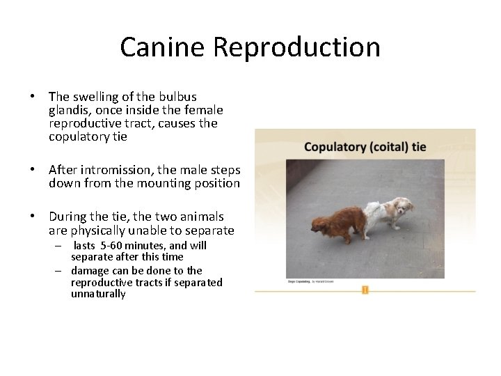 Canine Reproduction • The swelling of the bulbus glandis, once inside the female reproductive