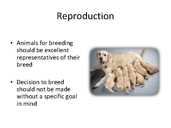 Reproduction • Animals for breeding should be excellent representatives of their breed • Decision