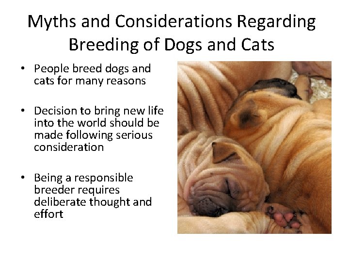 Myths and Considerations Regarding Breeding of Dogs and Cats • People breed dogs and