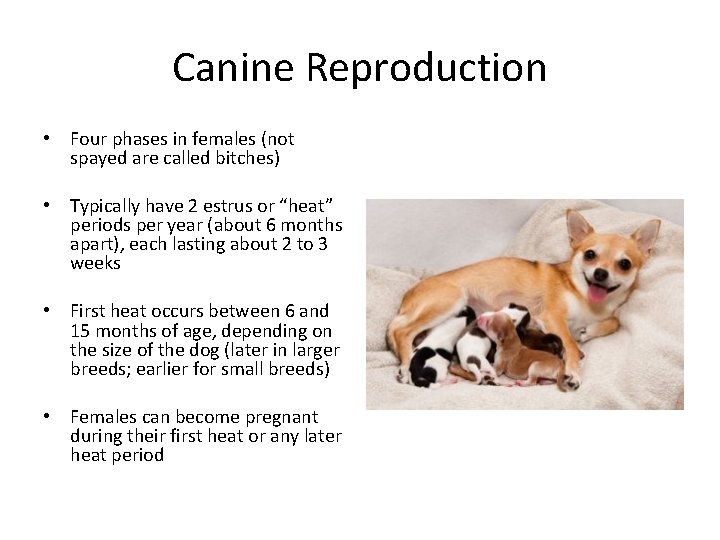 Canine Reproduction • Four phases in females (not spayed are called bitches) • Typically