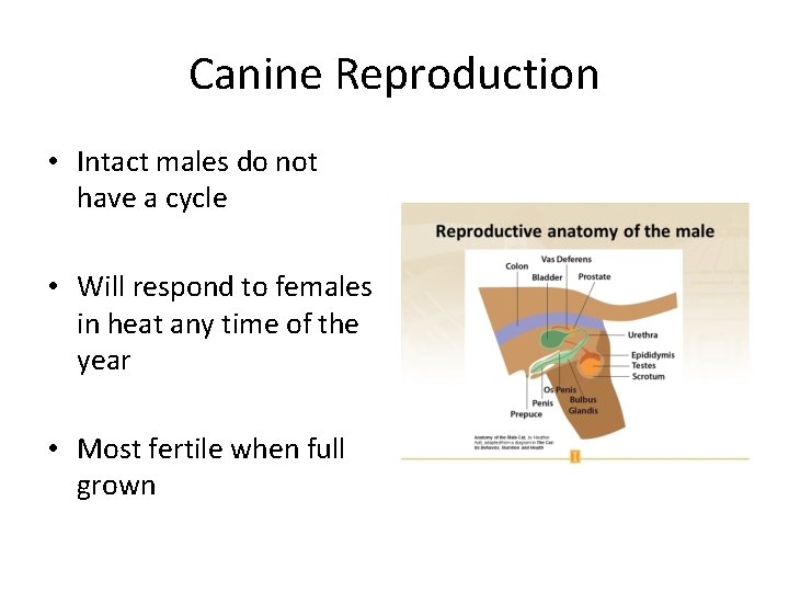 Canine Reproduction • Intact males do not have a cycle • Will respond to