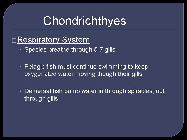 Chondrichthyes �Respiratory System • Species breathe through 5 -7 gills • Pelagic fish must