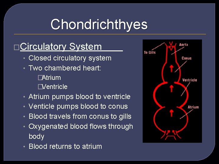 Chondrichthyes �Circulatory System • Closed circulatory system • Two chambered heart: �Atrium �Ventricle •