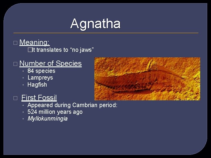 Agnatha � Meaning: �It translates to “no jaws” � Number of Species • 84
