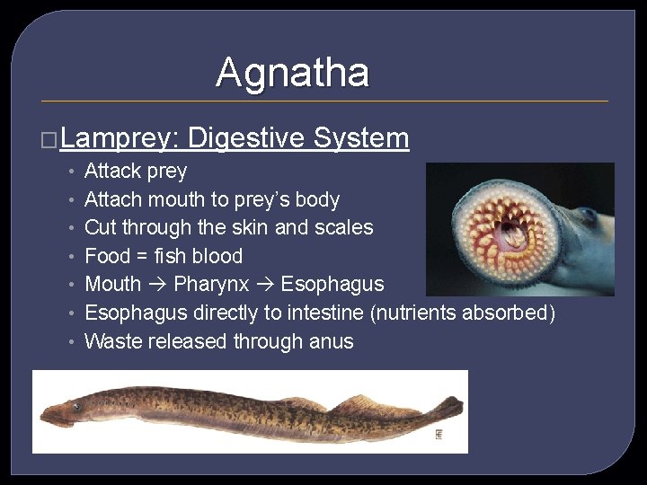 Agnatha �Lamprey: Digestive System • Attack prey • Attach mouth to prey’s body •