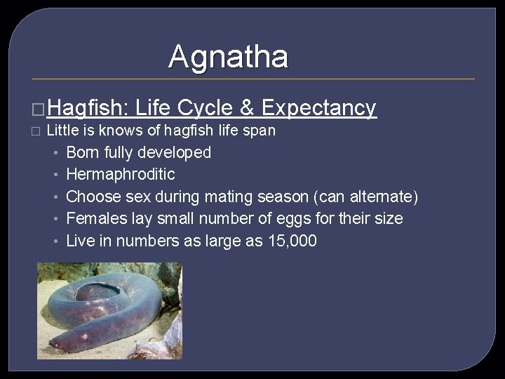 Agnatha �Hagfish: Life Cycle & Expectancy � Little is knows of hagfish life span