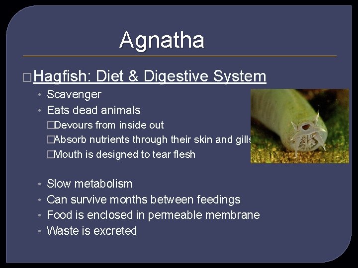 Agnatha �Hagfish: Diet & Digestive • Scavenger • Eats dead animals System �Devours from