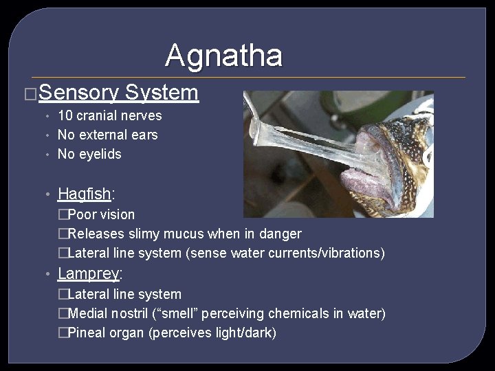 Agnatha �Sensory System • 10 cranial nerves • No external ears • No eyelids