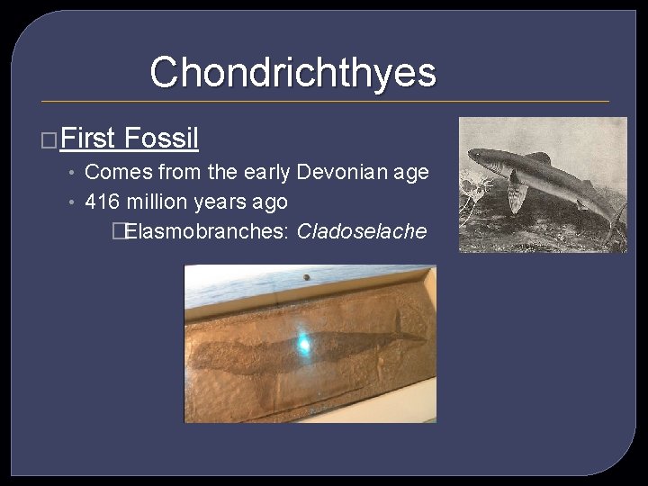 Chondrichthyes �First Fossil • Comes from the early Devonian age • 416 million years