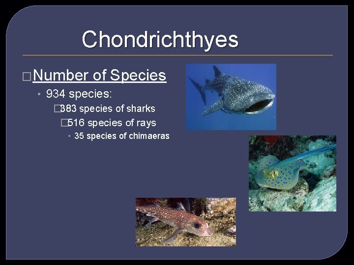 Chondrichthyes �Number of Species • 934 species: � 383 species of sharks � 516