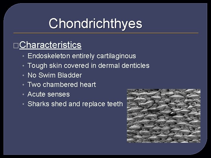 Chondrichthyes �Characteristics • • • Endoskeleton entirely cartilaginous Tough skin covered in dermal denticles