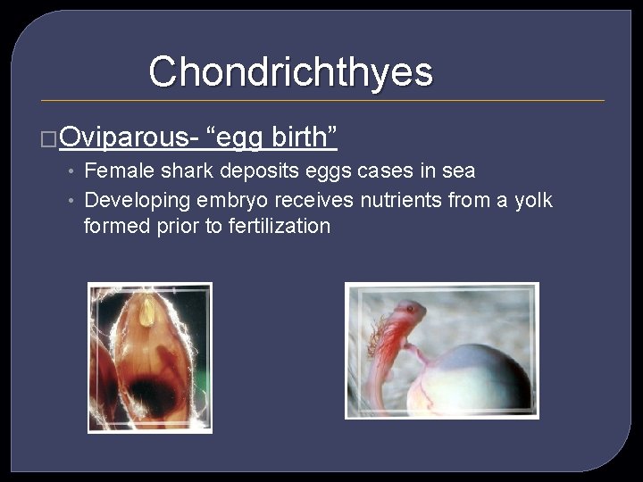 Chondrichthyes �Oviparous- “egg birth” • Female shark deposits eggs cases in sea • Developing