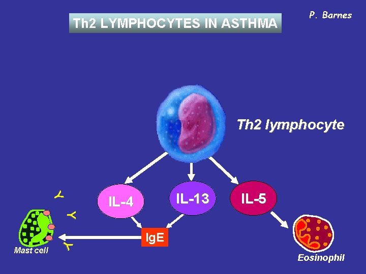 Th 2 LYMPHOCYTES IN ASTHMA P. Barnes Th 2 lymphocyte IL-13 Y IL-4 IL-5